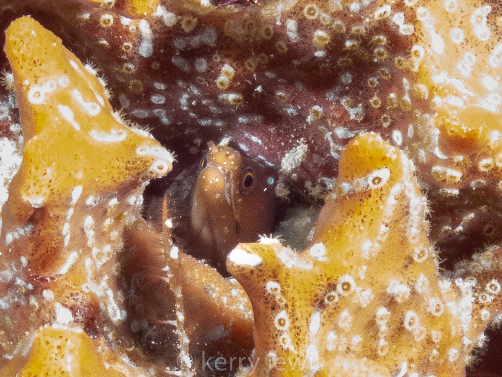 Photo of Yellow-throated Moray (Enchelycore carychroa)