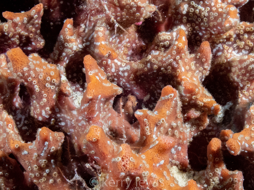 Photo of Yellow-throated Moray (Enchelycore carychroa)