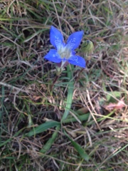 Gentiana kurroo