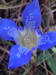 Gentiana kurroo