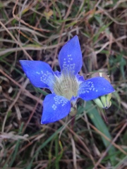 Gentiana kurroo