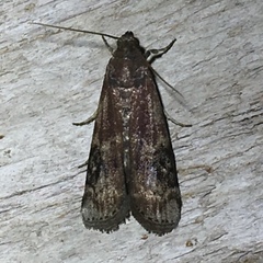 Euzophera semifuneralis