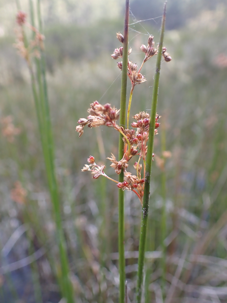 Juncus alexandri (Juncus alexandri)