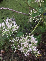 Mikania scandens image