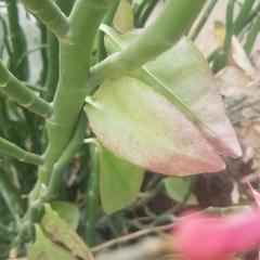 Euphorbia tithymaloides image