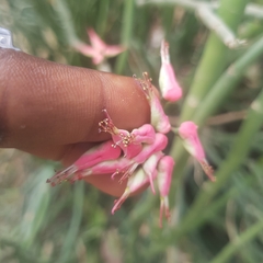 Euphorbia tithymaloides image