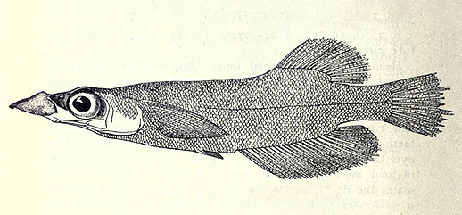 Adrianichthys