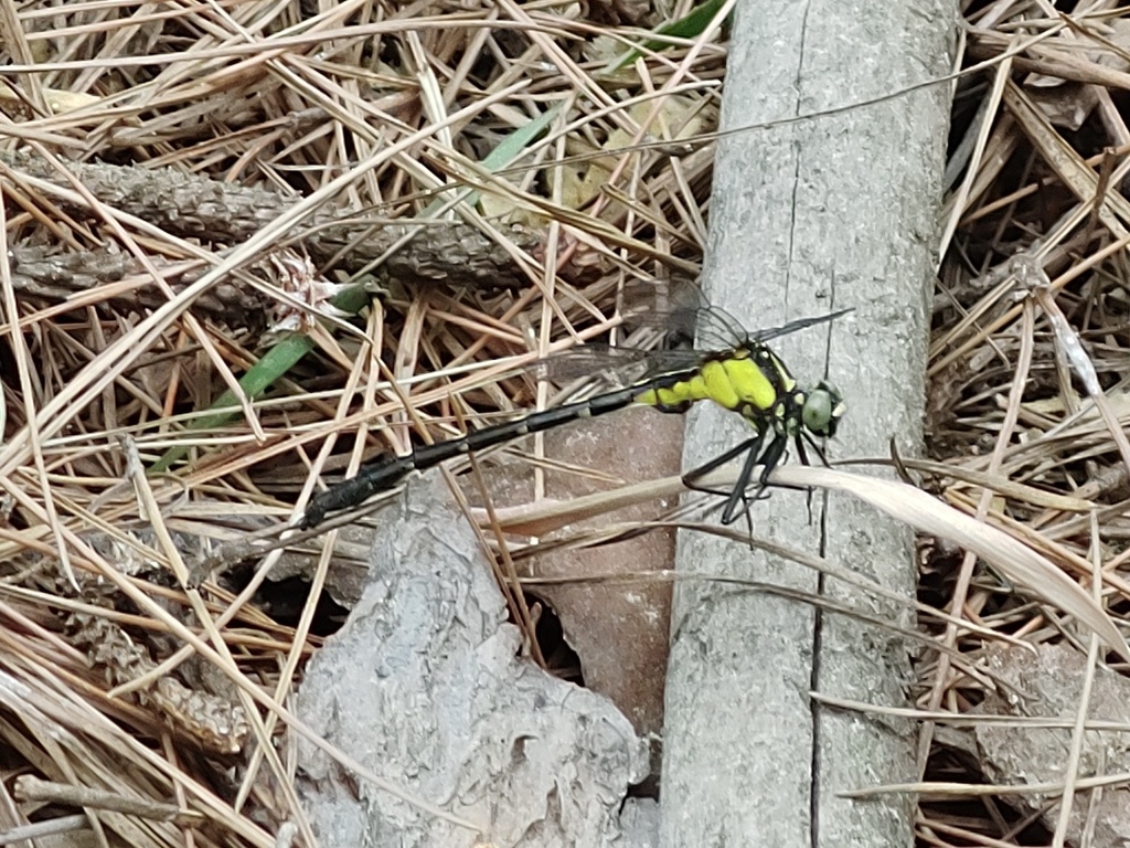 Trigomphus lautus