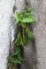 Polystichum scopulinum