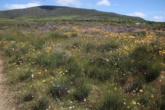 Willdenowia incurvata