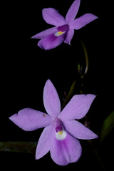 Toothless Orchid