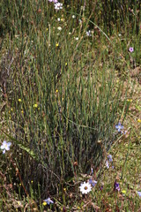 Willdenowia incurvata