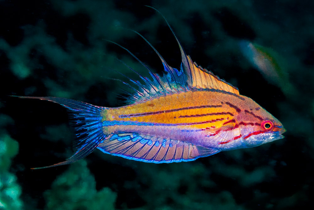 Paine's Flasher Wrasse