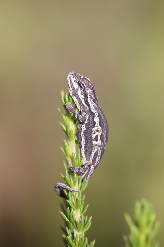 Swartberg Dwarf chameleon, Bradypodion atromontanum