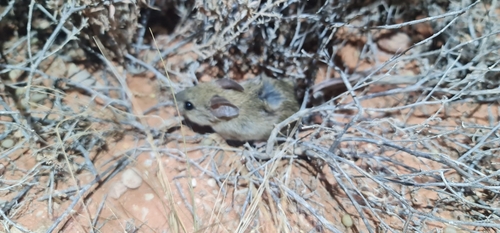 Plains Pseudomys