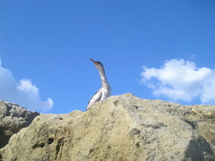 Gulosus aristotelis desmarestii