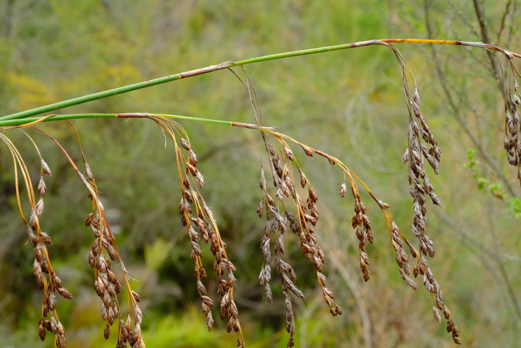 Rhodocoma foliosa