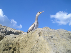 Gulosus aristotelis desmarestii