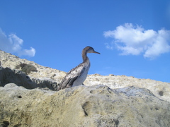 Gulosus aristotelis desmarestii