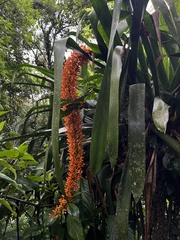 Aechmea latifolia, photograph Nicolás Baresch Uribe, CC BY, iNaturalist via GBIF