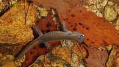 Hynobius leechii