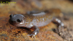 Hynobius leechii