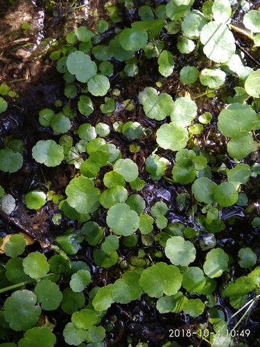 Hydrocotyle modesta
