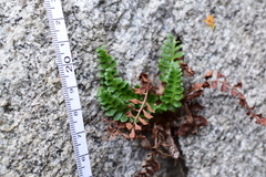 Polystichum scopulinum