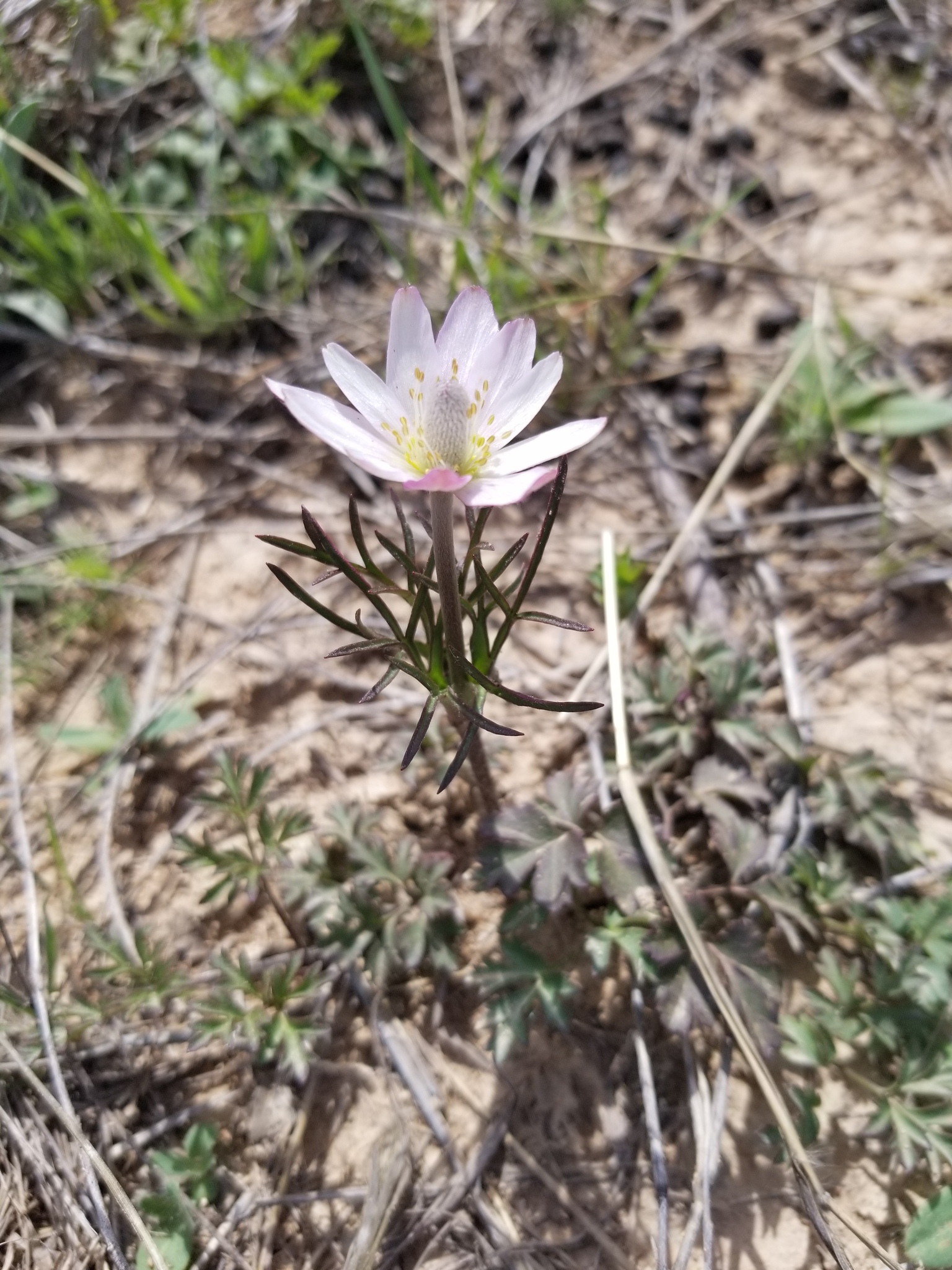 Anemone okennonii