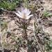 Okennon's Anemone - Photo (c) Russell Pfau, some rights reserved (CC BY-NC), uploaded by Russell Pfau