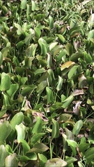 Limenitis archippus floridensis