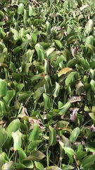 Limenitis archippus floridensis