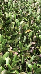 Limenitis archippus floridensis