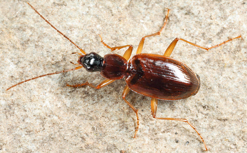 Galveston Harp Ground Beetle