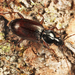 Gracious Ground Beetle - Photo (c) Tom Murray, some rights reserved (CC BY-NC), uploaded by Tom Murray