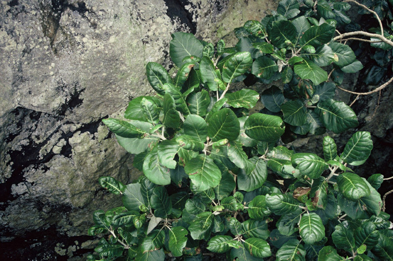 Three Kings Rangiora (Brachyglottis arborescens)