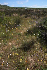 Adenogramma glomerata