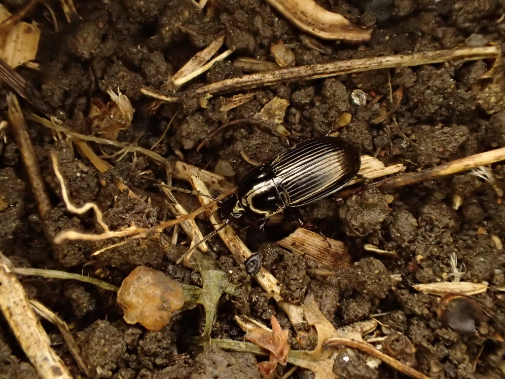 トックリナガゴミムシ