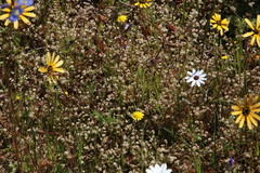 Adenogramma glomerata