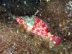 Parrotfish photo 4