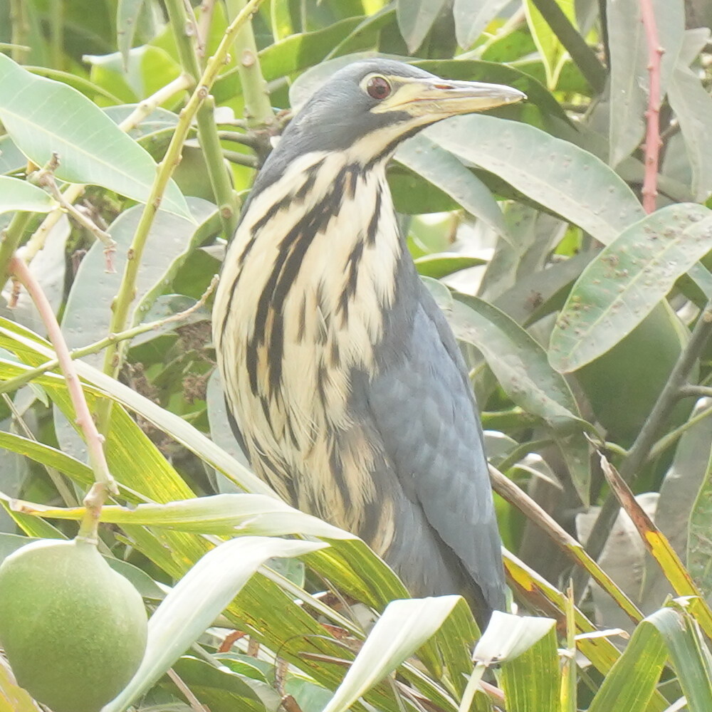 Dwarf Bittern (Botaurus sturmii)