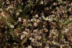 Adenogramma glomerata