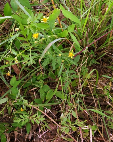 Bidens schimperi image