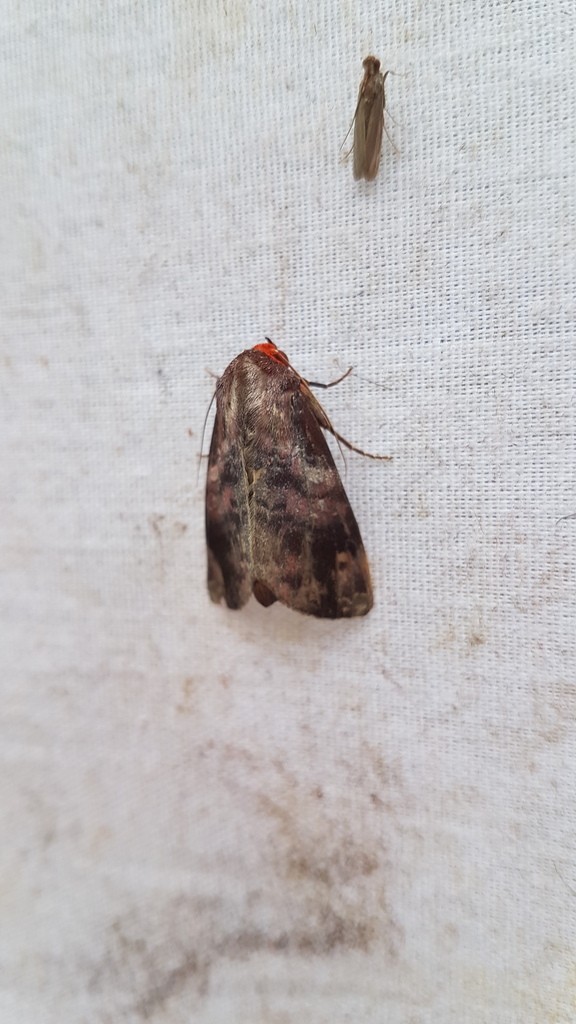 Hemicephalis rufipes