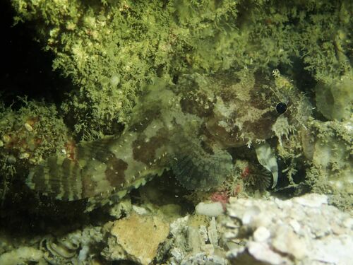 Three-spined frogfish (Batrachomoeus trispinosus) — Batrachoididae — 5