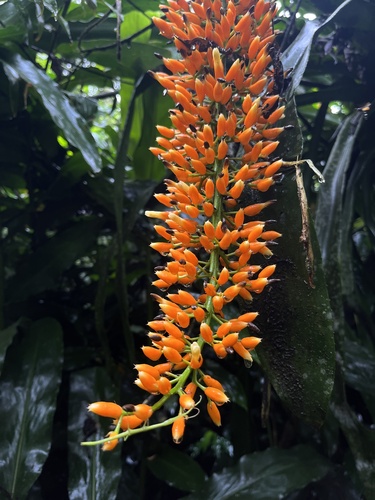 Aechmea latifolia, photograph 5