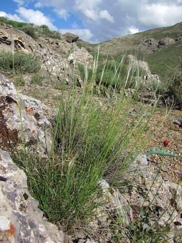 Stipa karataviensis