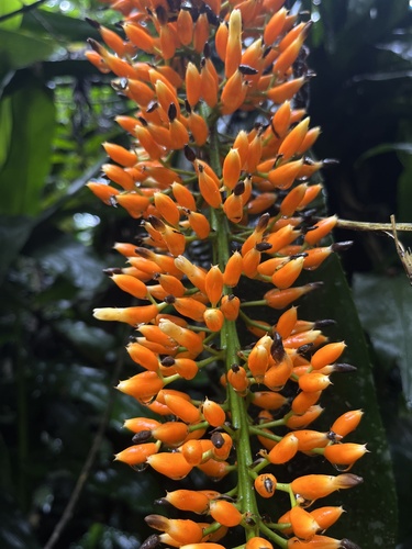 Aechmea latifolia, photograph 6