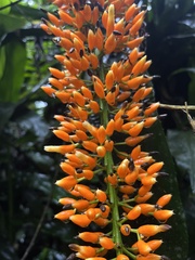 Aechmea latifolia, photograph Nicolás Baresch Uribe, CC BY, iNaturalist via GBIF
