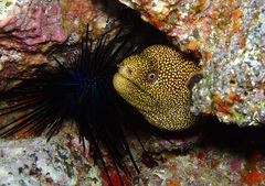 Gymnothorax miliaris